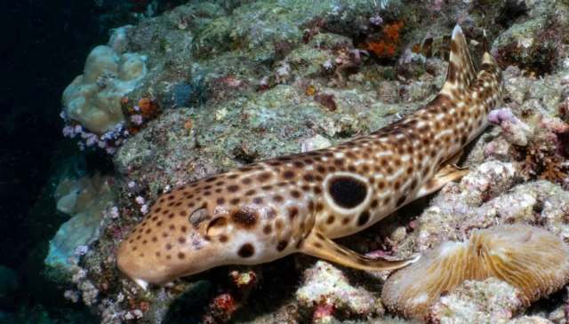 A spotted shark rests on a coral reef surrounded by colorful marine life.