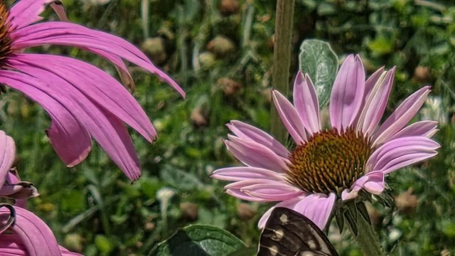 Pink flowers in a garden.