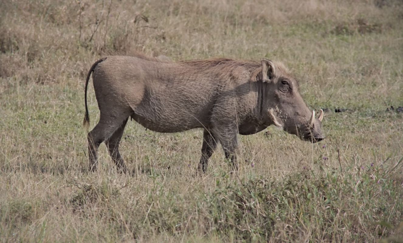 A warthog in the savanna.