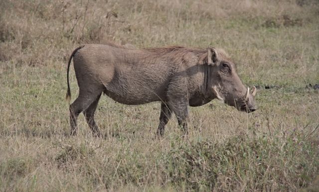 A warthog in the savanna.