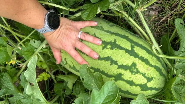 A person with a watch on their arm places their hand on a watermelon.
