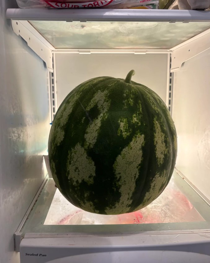 A watermelon in a refrigerator.