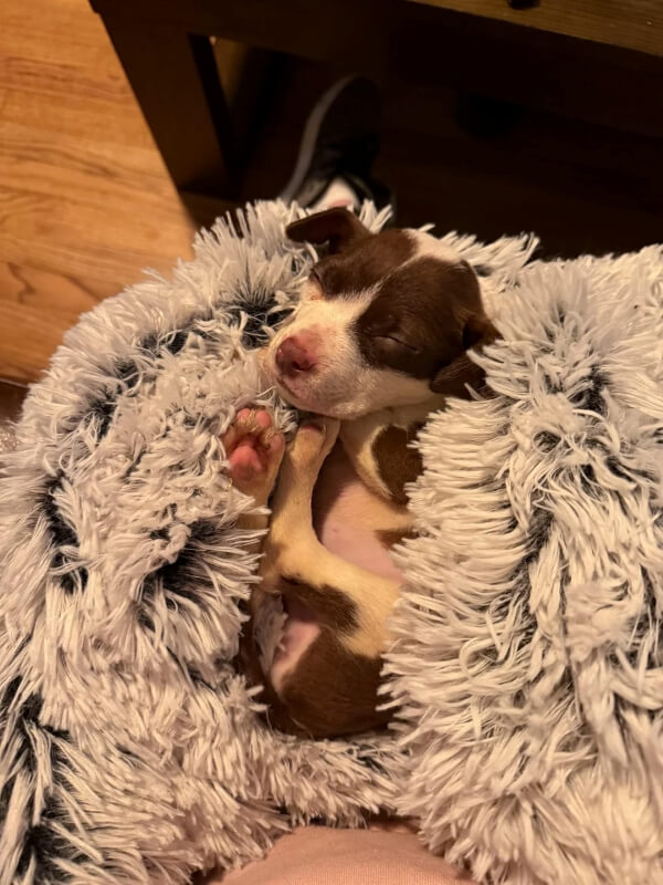 A puppy wrapped in a blanket.