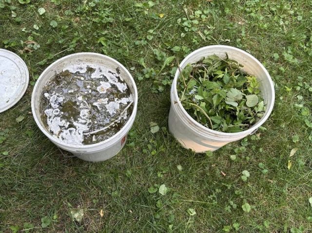 Two buckets on grass, one with murky water and the other filled with green leaves and plant matter.