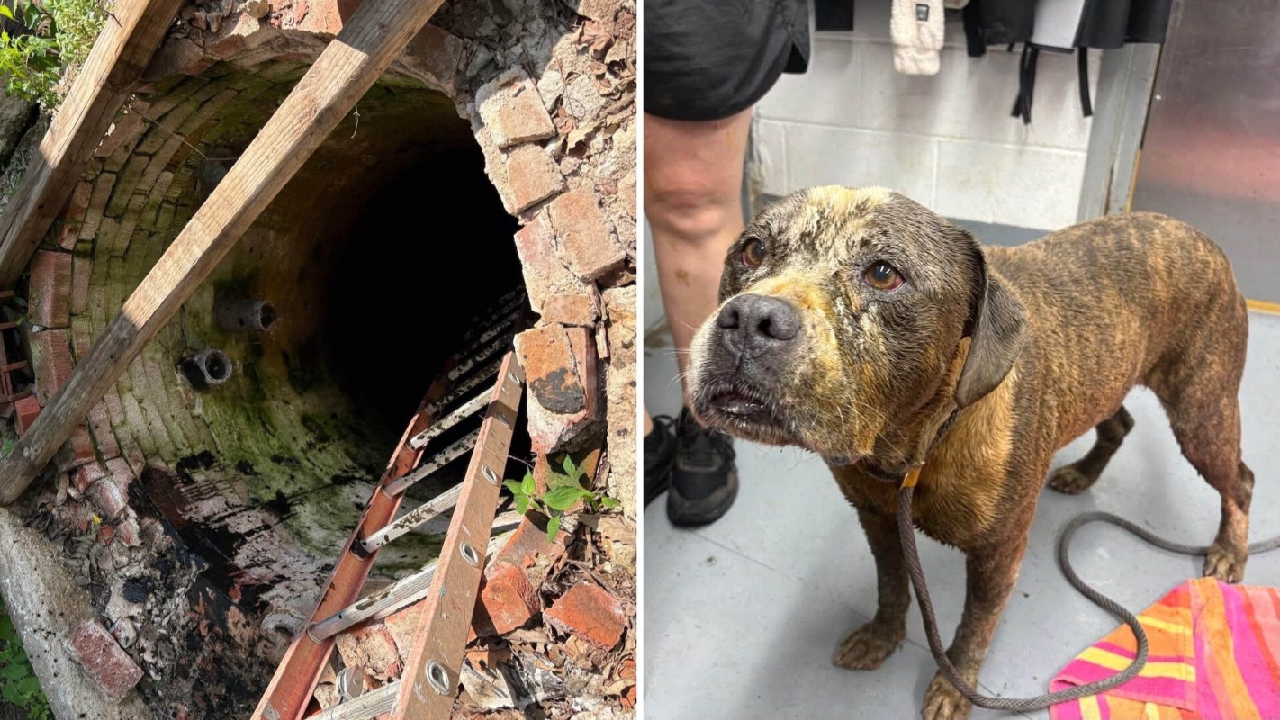 A dark, moss-covered tunnel with a brick entrance and a brown dog with a muddy coat in a veterinary setting.