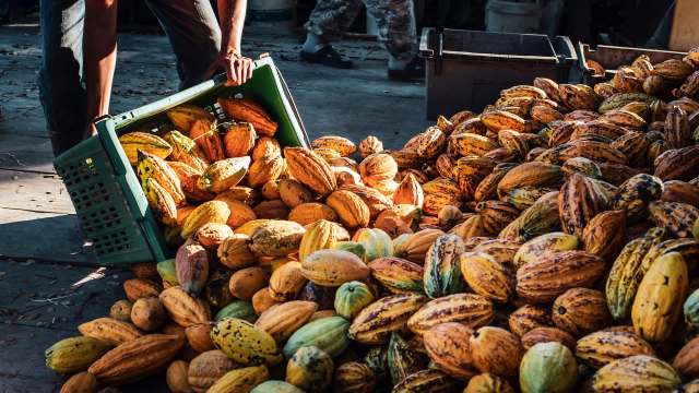 A person sorting a pile of cacao pods.