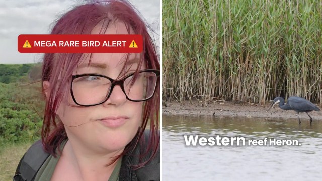 A woman with reddish hair and glasses stands near a waterbody, observing a Western reef heron in the background.