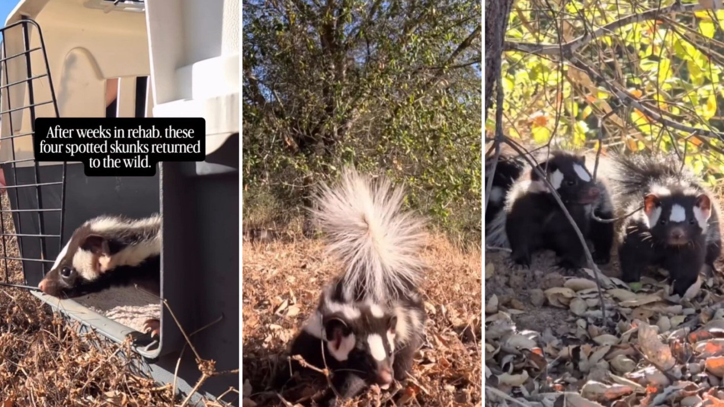 Spotted skunks emerge from a crate, exploring their natural habitat after rehabilitation.