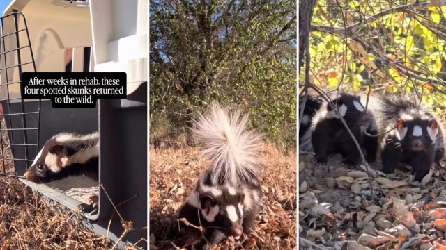 Spotted skunks emerge from a crate, exploring their natural habitat after rehabilitation.