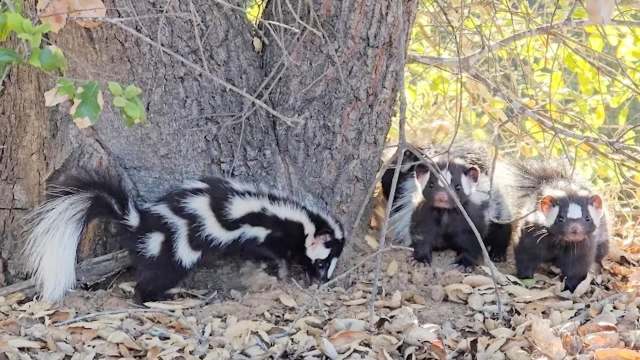 A group of three skunks near a tree, with one skunk foraging in the ground.