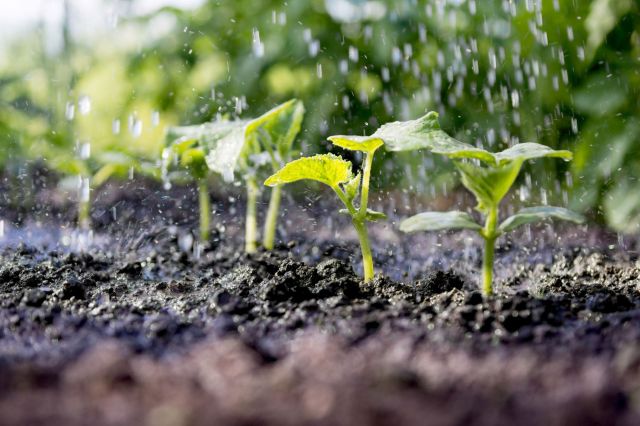 Plants sprout from dark soil as rain falls.