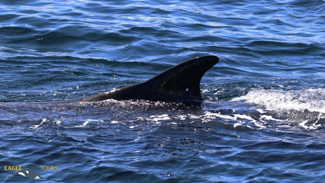 A dorsal fin rising above the surface of the water.
