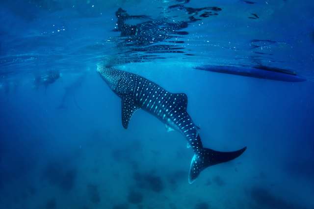 A whale shark swims gracefully beneath the surface of a clear blue ocean.
