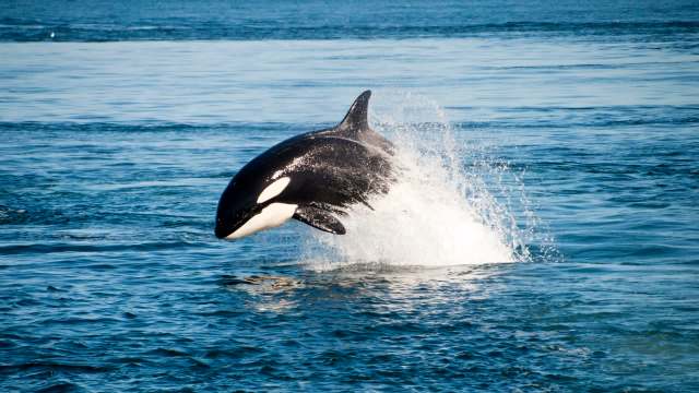 An orca leaps from the ocean, splashing water around it under a clear blue sky.