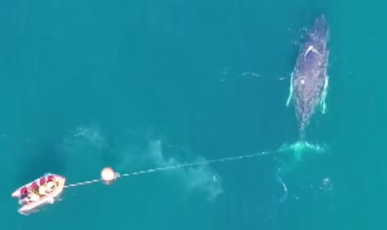 A whale caught in fishing gear from a small boat.