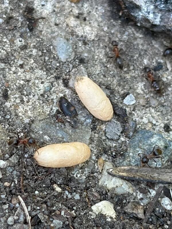 Small, pale oval-shaped ant cocoons.