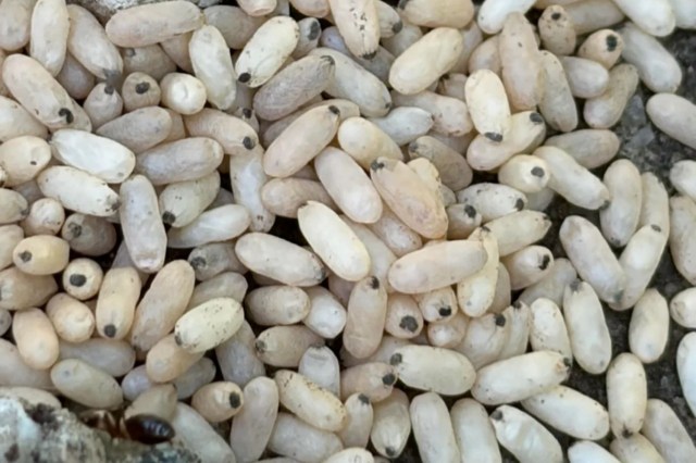Small, pale oval-shaped ant cocoons.