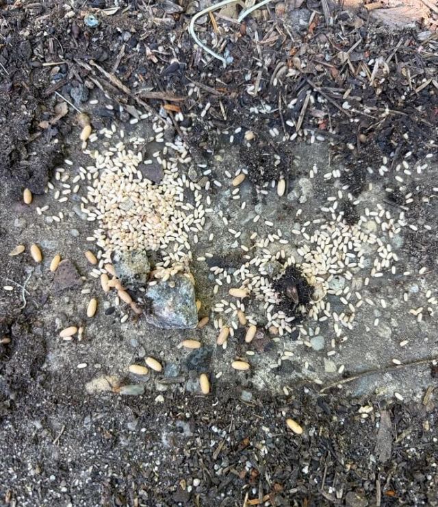 Small, pale oval-shaped ant cocoons.