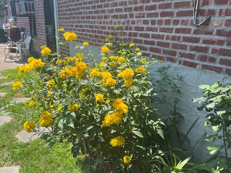 Bright yellow flowers bloom in front of a brick wall, with white chairs and a garden hose visible in the background.