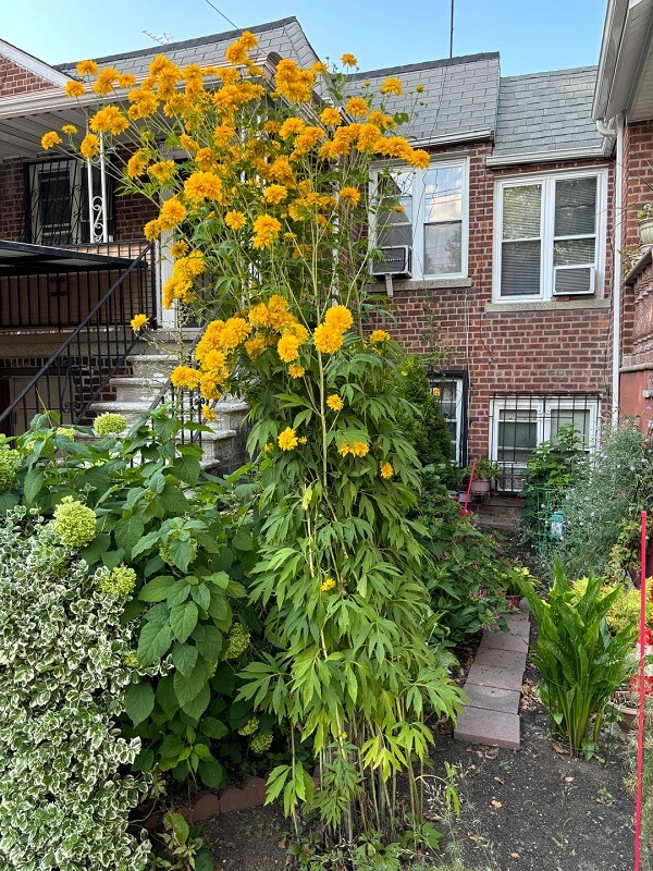 Bright yellow flowers bloom in front of a brick wall, with white chairs and a garden hose visible in the background.