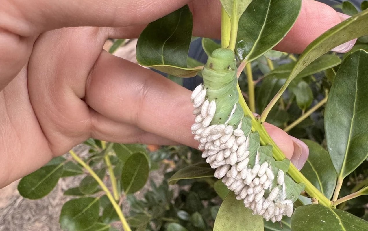 A person touching a caterpillar with white pupae on its back.