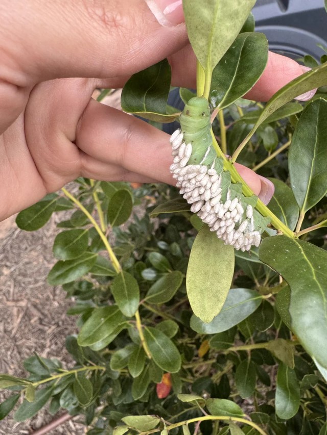 A person touching a caterpillar with white pupae on its back.