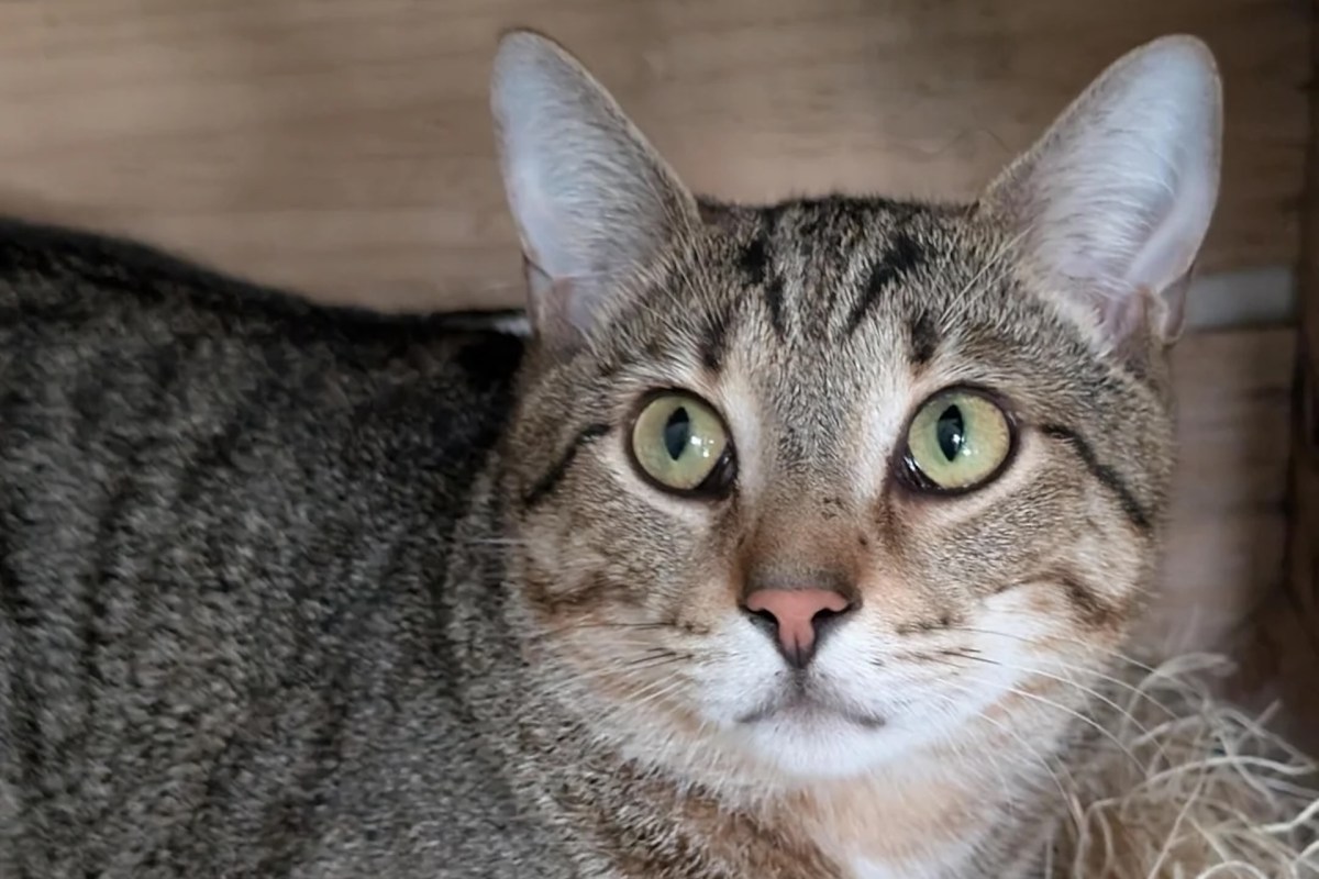 A tabby cat with striking green eyes.