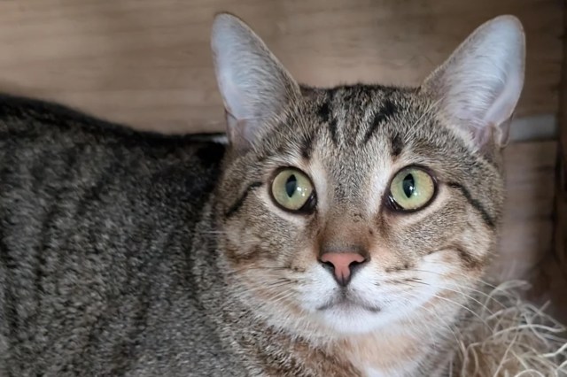 A tabby cat with striking green eyes.