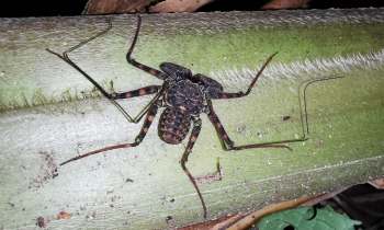 A whip spider on a leaf.