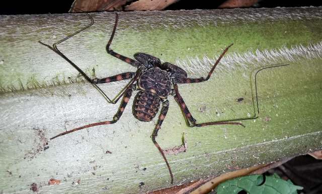 A whip spider on a leaf.