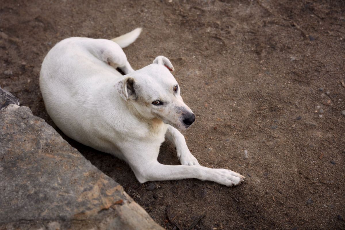 A white stray dog lounging on dirt.
