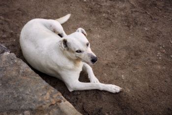 A white stray dog lounging on dirt.