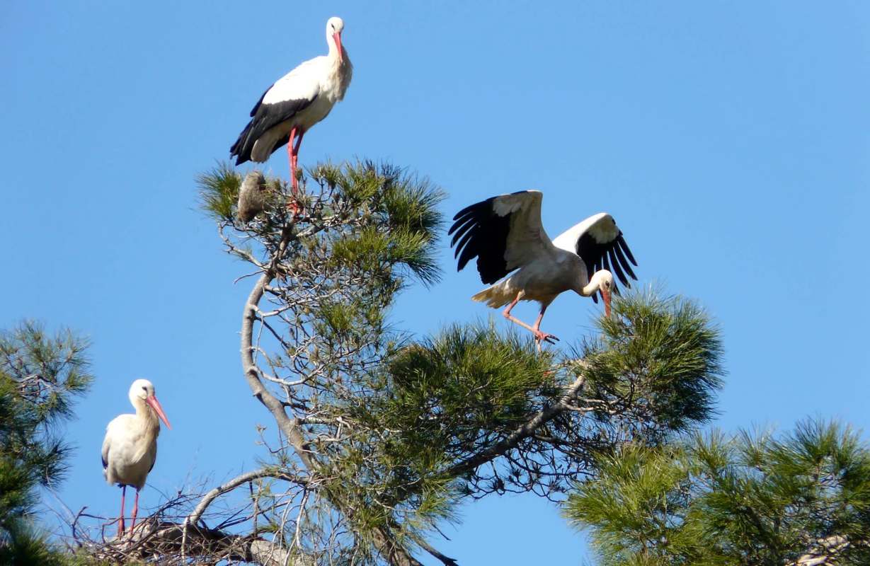 Three storks perched on branches of a tree, with one in flight and a nest visible on the tree.