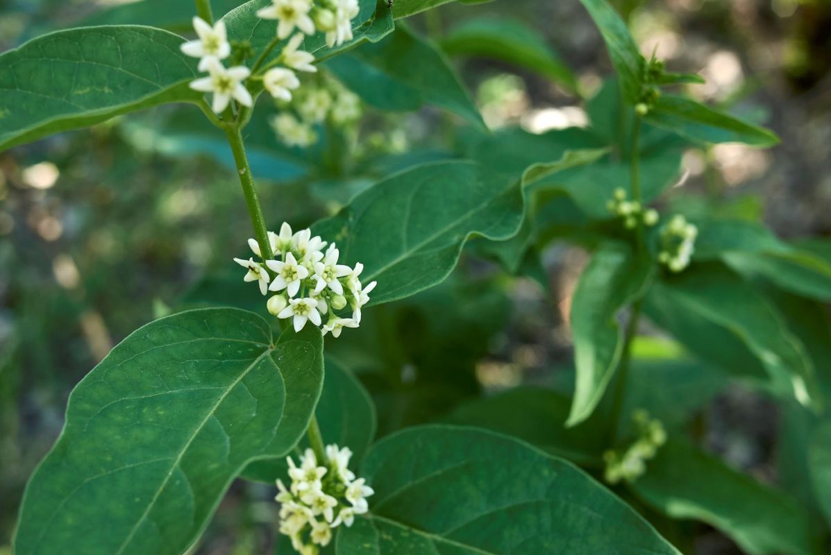 White swallow-wort.