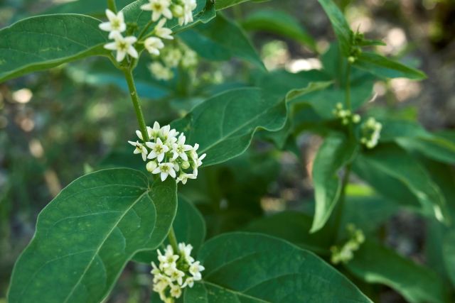 White swallow-wort.
