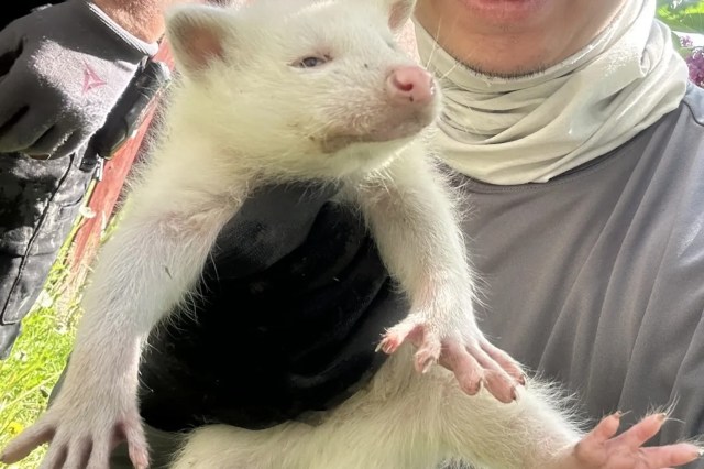 A person holding a white raccoon.