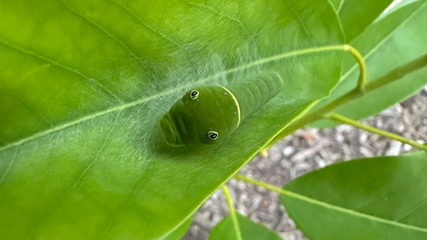 A close-up of a green caterpillar resting on a large leaf with a subtle webbing behind it.