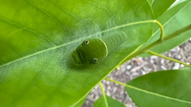 A close-up of a green caterpillar resting on a large leaf with a subtle webbing behind it.