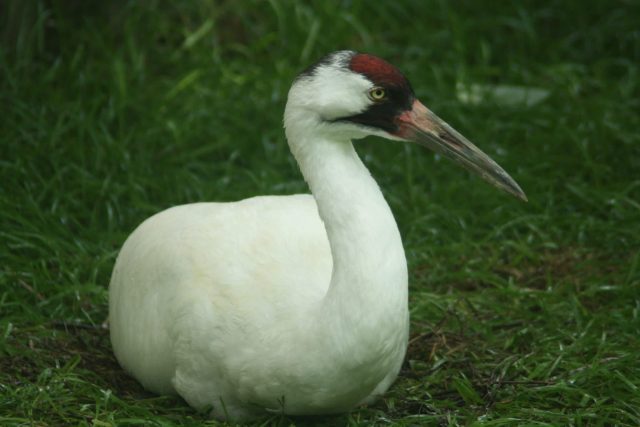 A white bird with a red crown and black markings, resting on green grass.
