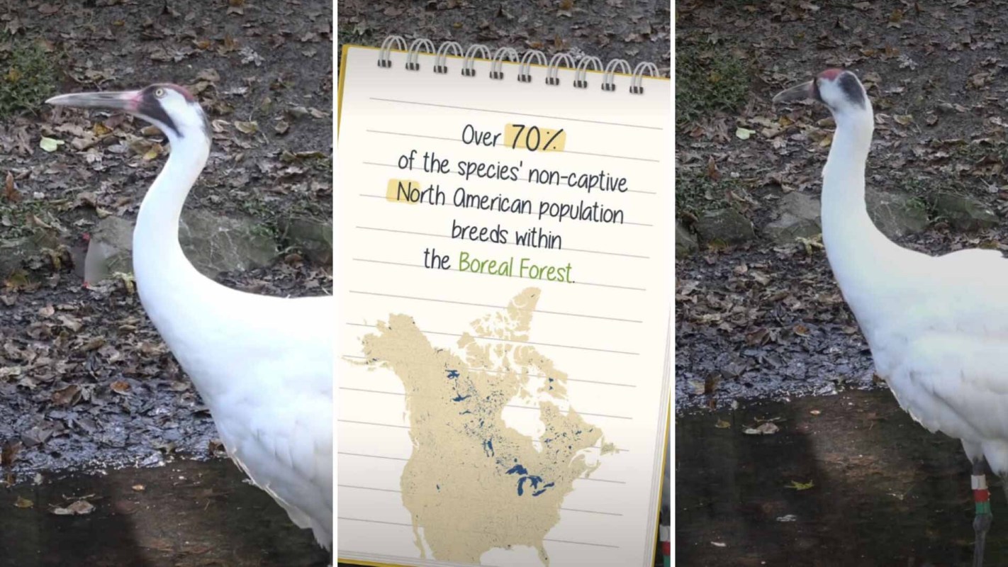 A whooping crane in a wetland.