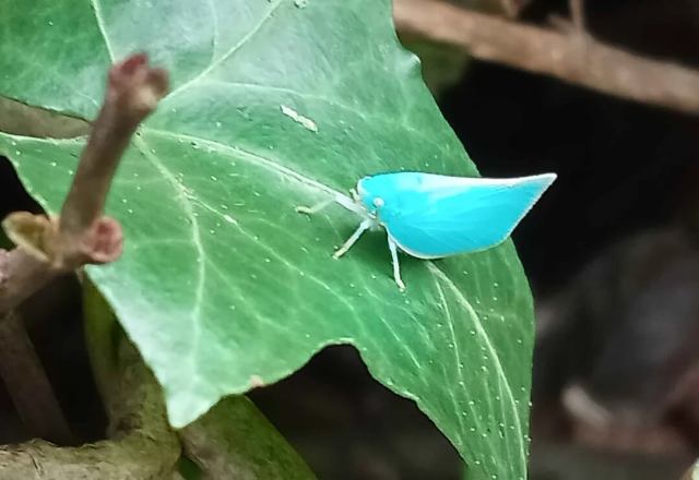 A blue leaf bug.
