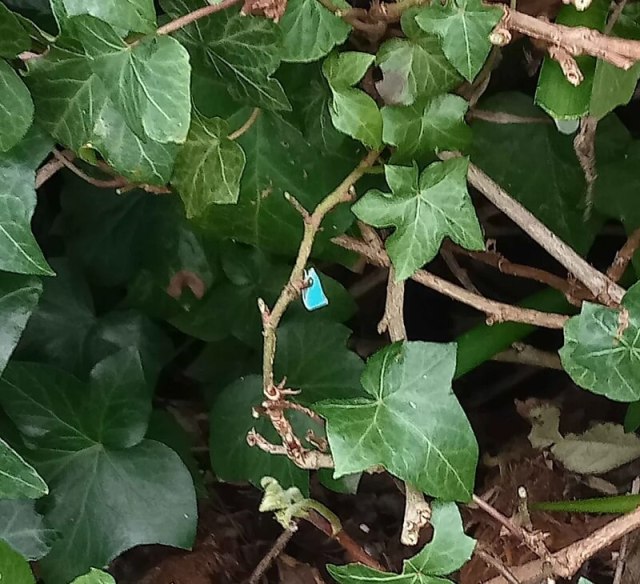 A blue leaf bug.