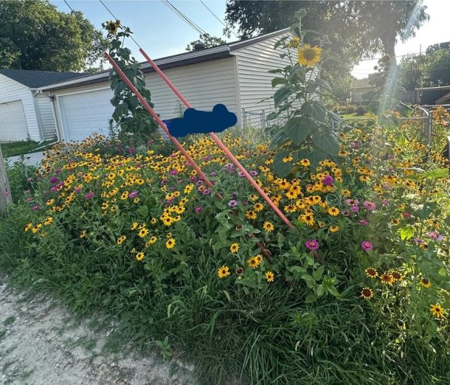 A flower bed with yellow and purple blooms.