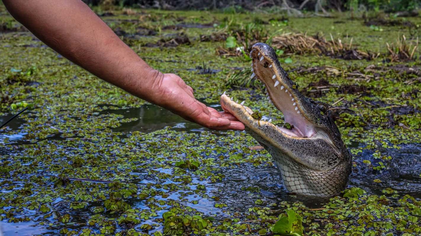 A person extends their hand toward the underside of a crocodile's open jaws in a lush, green wetland.