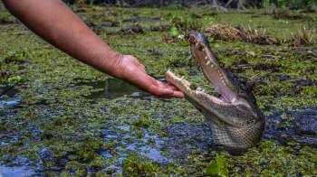 A person extends their hand toward the underside of a crocodile's open jaws in a lush, green wetland.