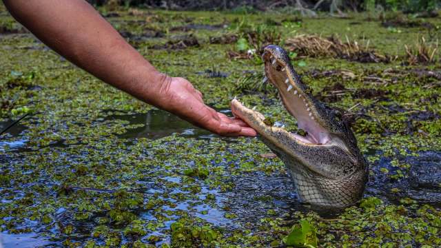 A person extends their hand toward the underside of a crocodile's open jaws in a lush, green wetland.