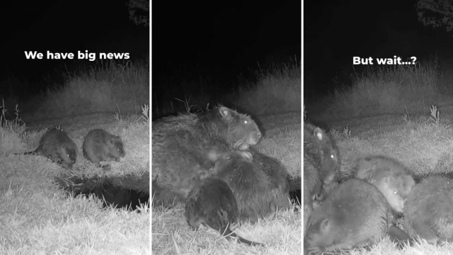 Three images showing several beavers interacting at night.