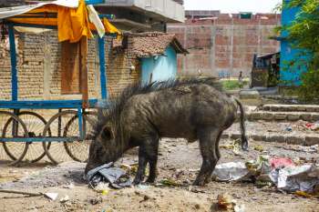 A wild boar foraging through garbage.