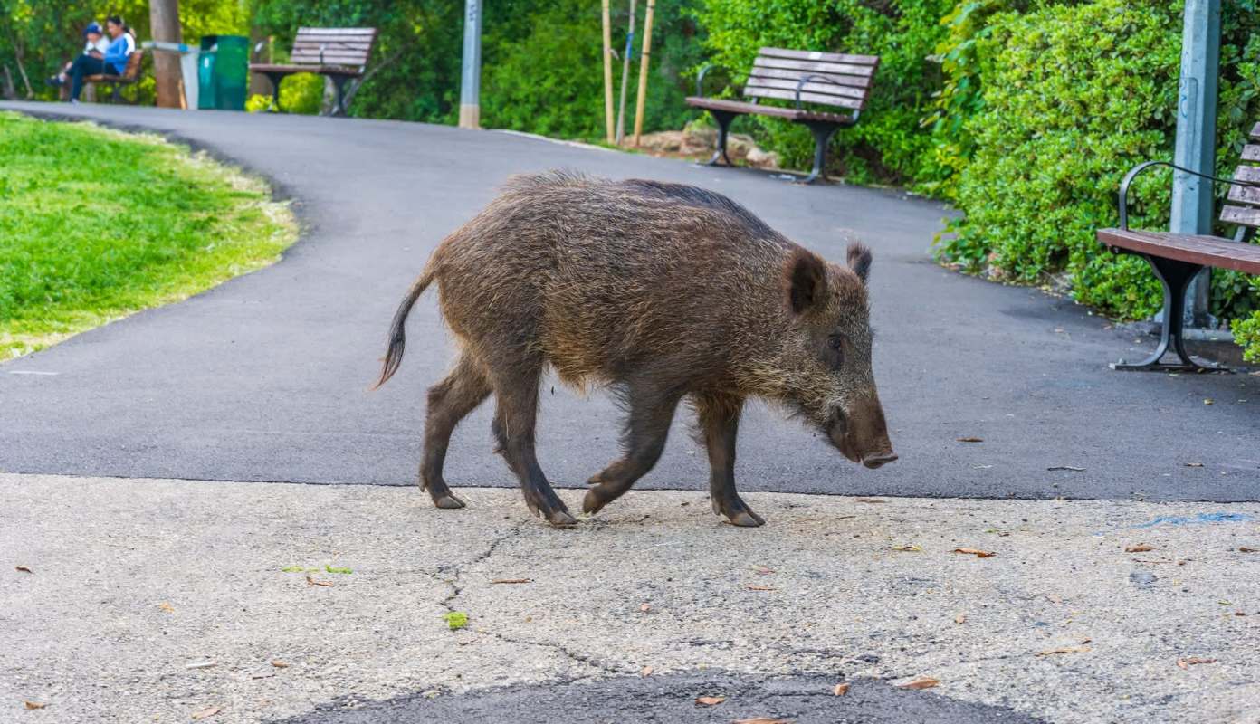 A wild boar walking along a paved path in a park, with benches and greenery in the background.