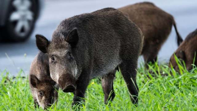 A wild boar and its offspring graze in a patch of green grass near a road.